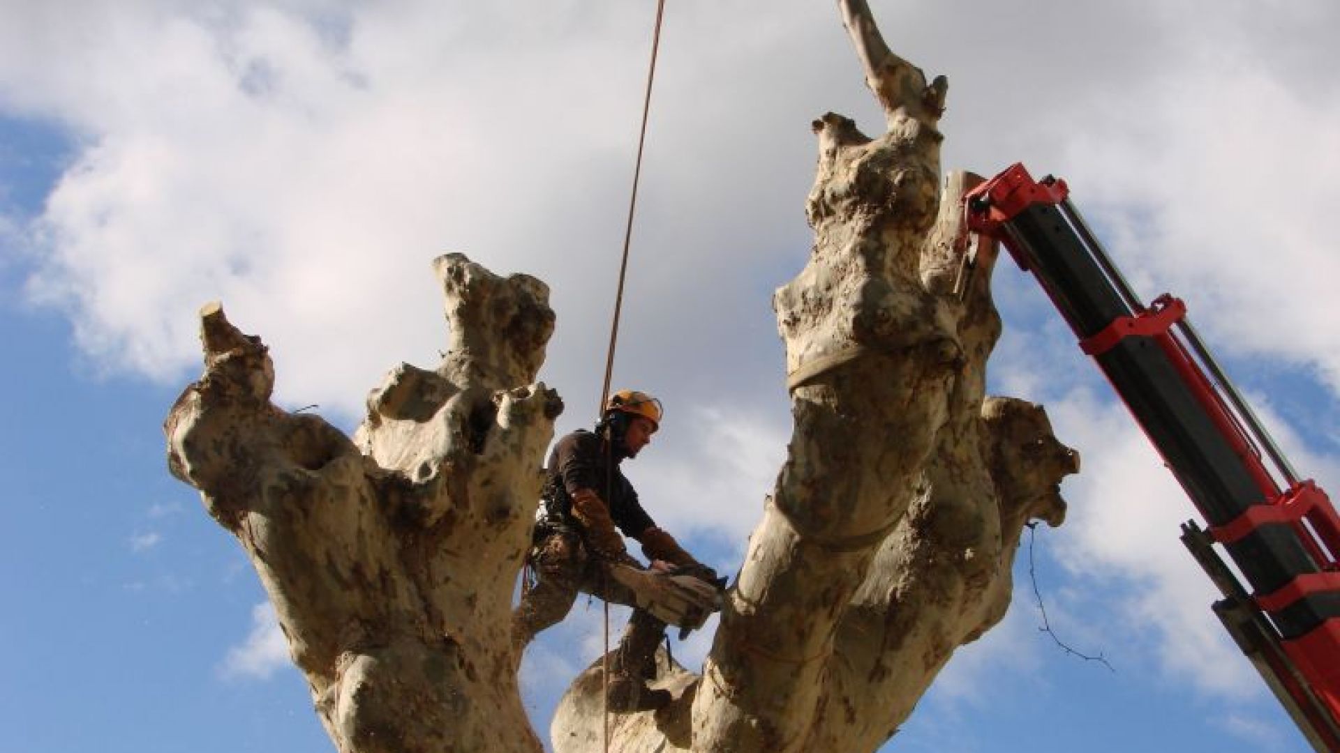 Abattage d'arbres en Ardèche