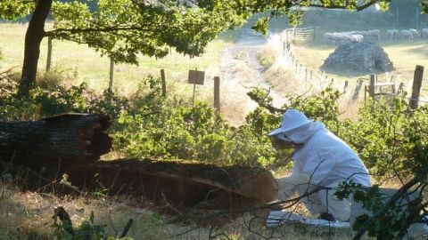 Sauvetage d'essaim d'abeilles en Ardèche